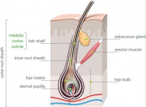 hairstructure